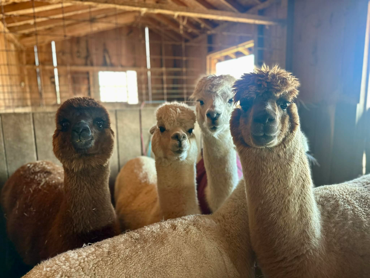 Alpaca Fiber: Chocolate Brown