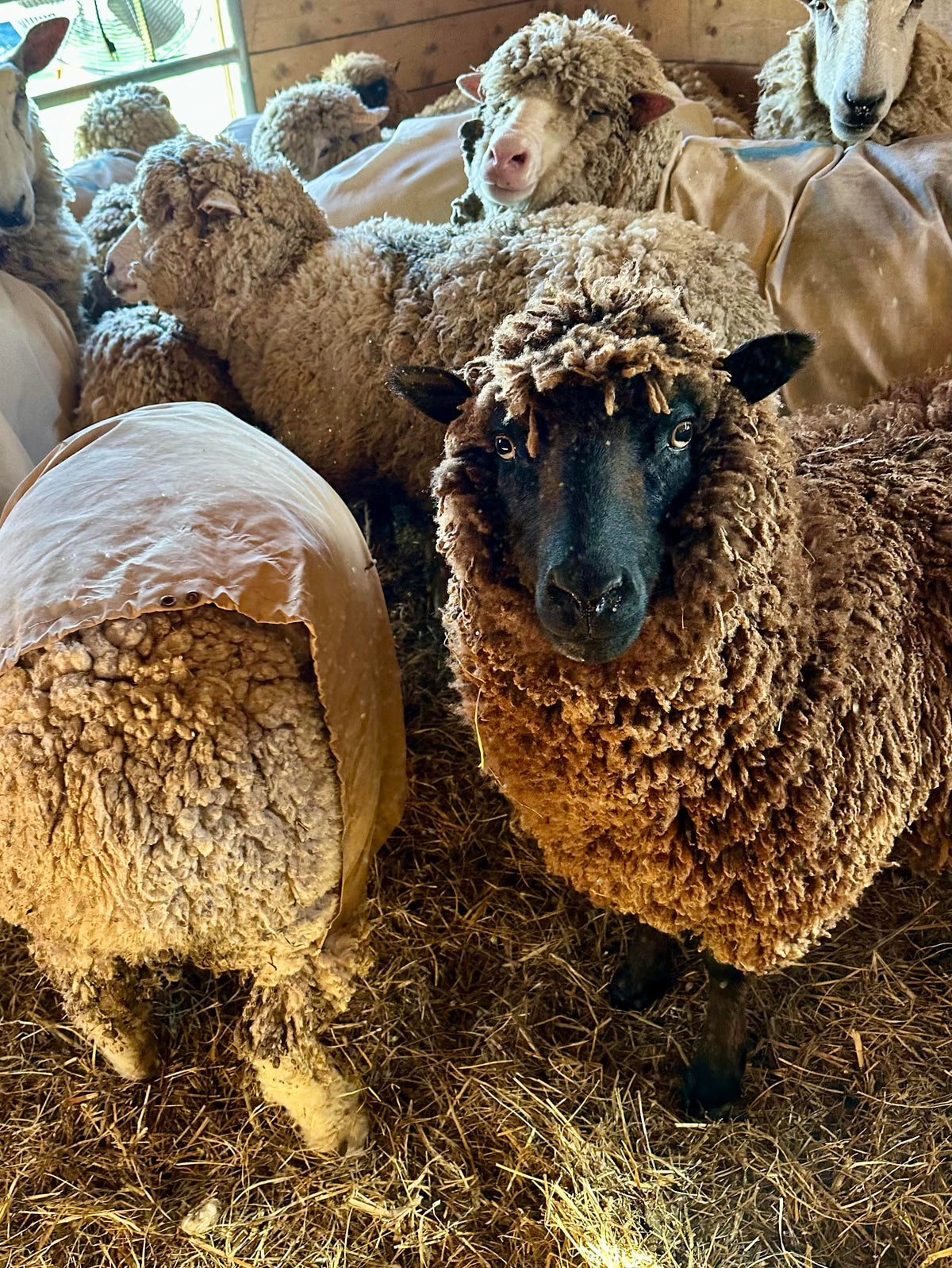 Stout: Merino X Fleece 2026 (uncoated)