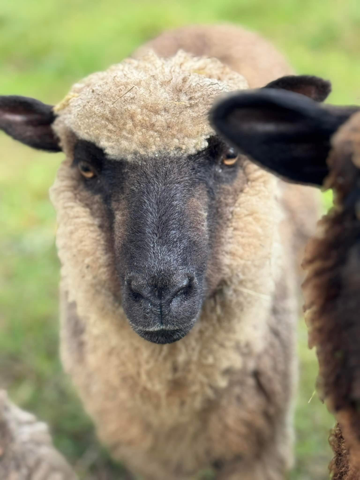 Kiwi: Merino X bonus fleece (uncoated)