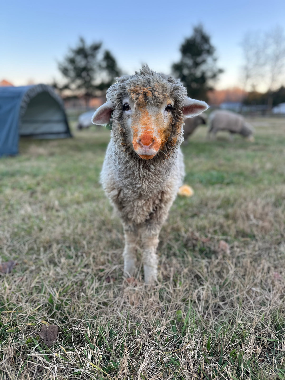 Cormo: Project Fleece