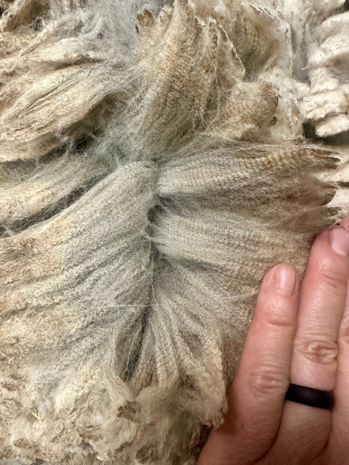 Logan (wether) - fleece