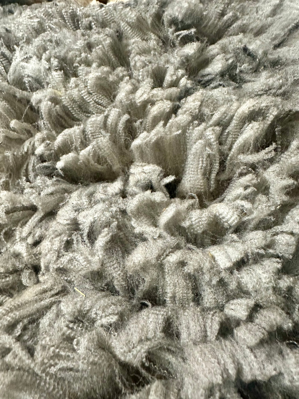 Logan (wether) - fleece