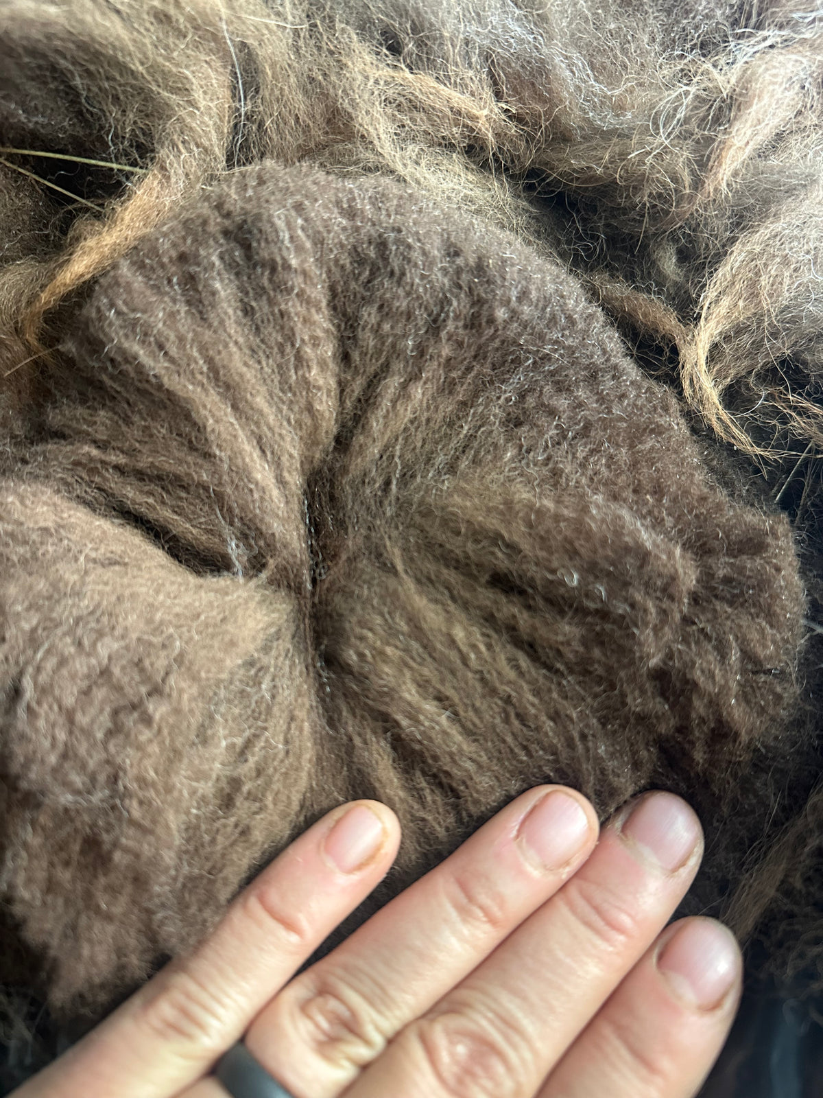 Alpaca Fiber: Chocolate Brown