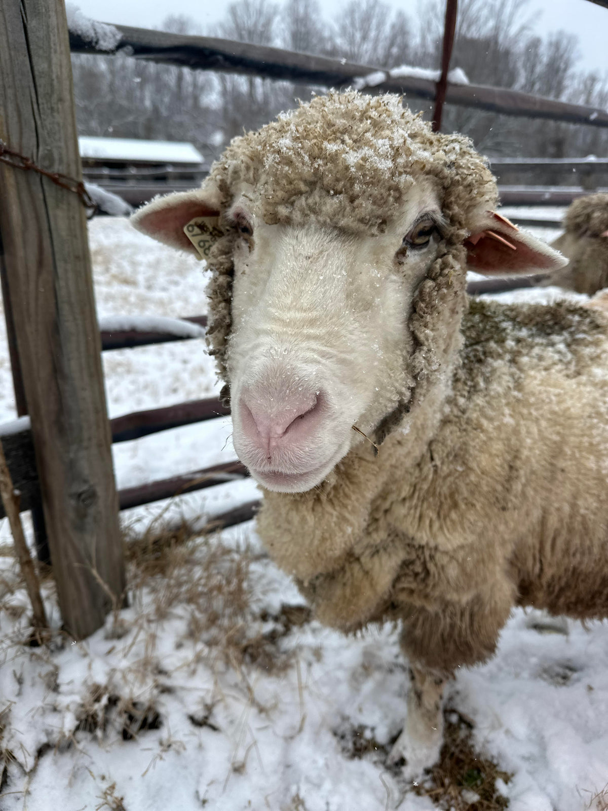 Cormo: Project Fleece