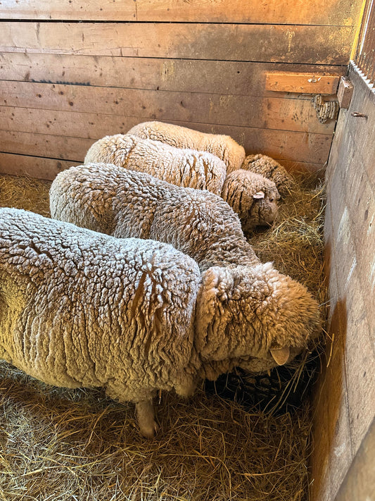 Cormo: Project Fleece
