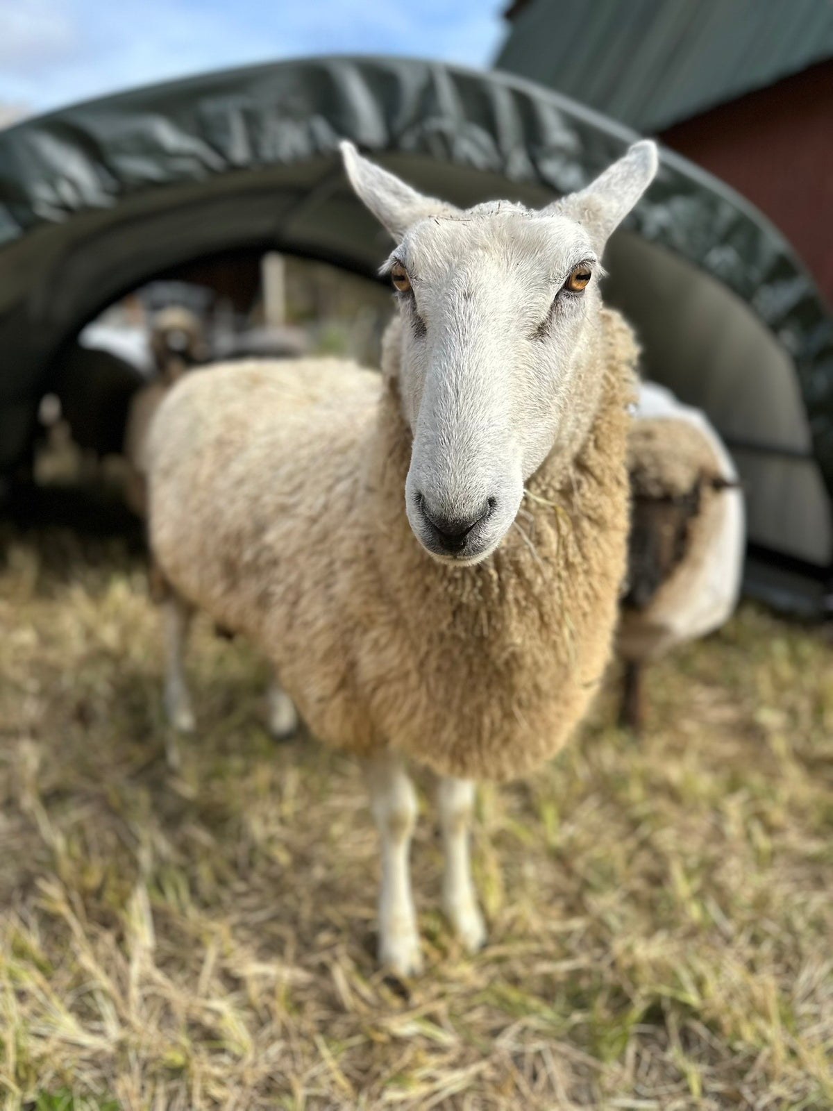 Charlotte: BFL X Fleece 2026 (uncoated)