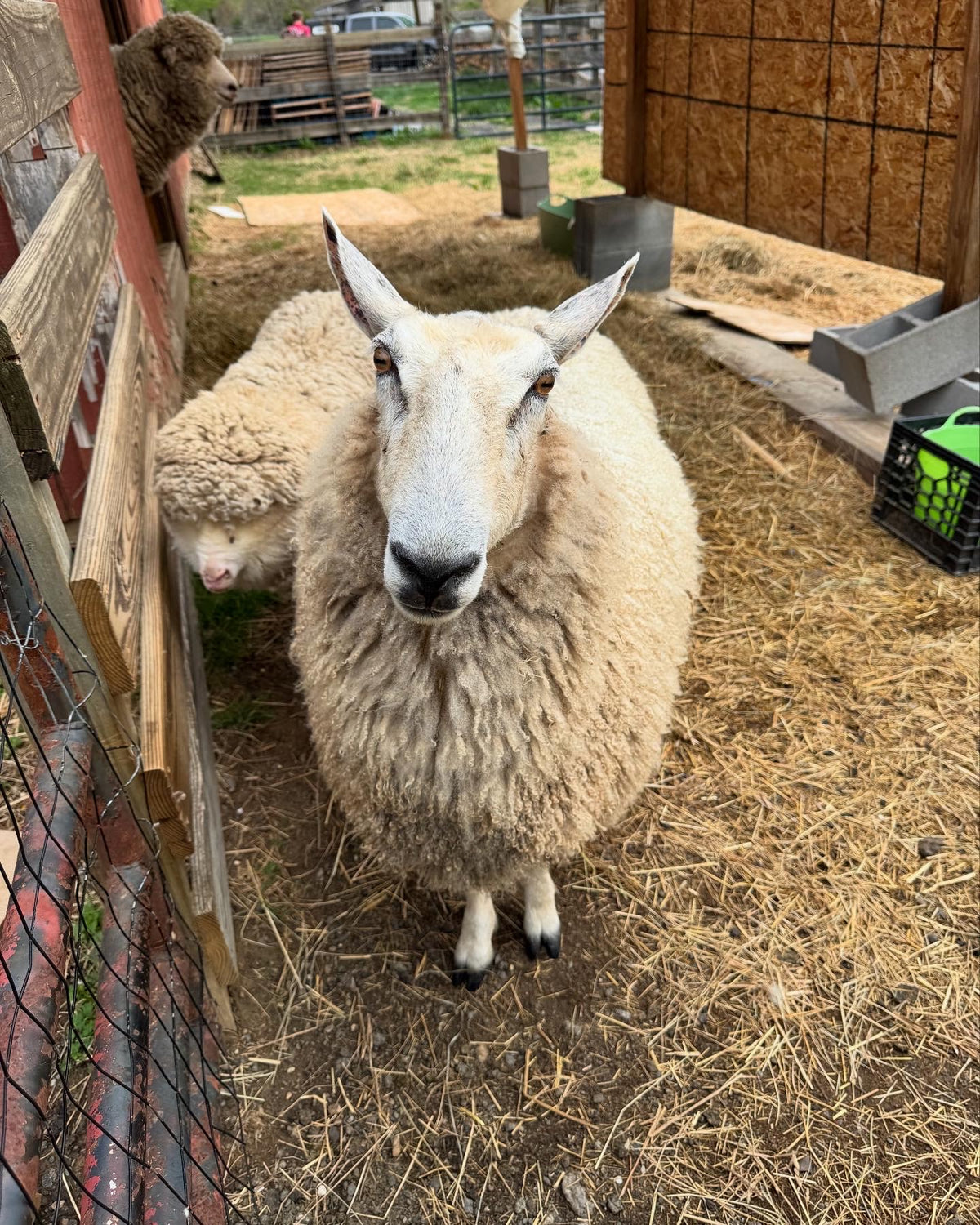 Fenwick: BFL X Fleece 2026 (uncoated)