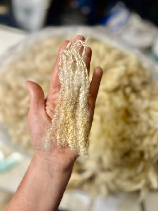 Charlotte: BFL X Fleece 2026 (uncoated)