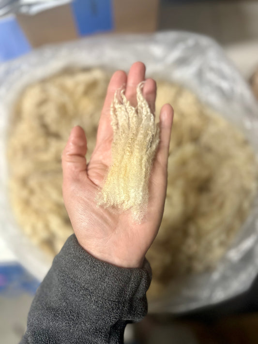 Fenwick: BFL X Fleece 2026 (uncoated)