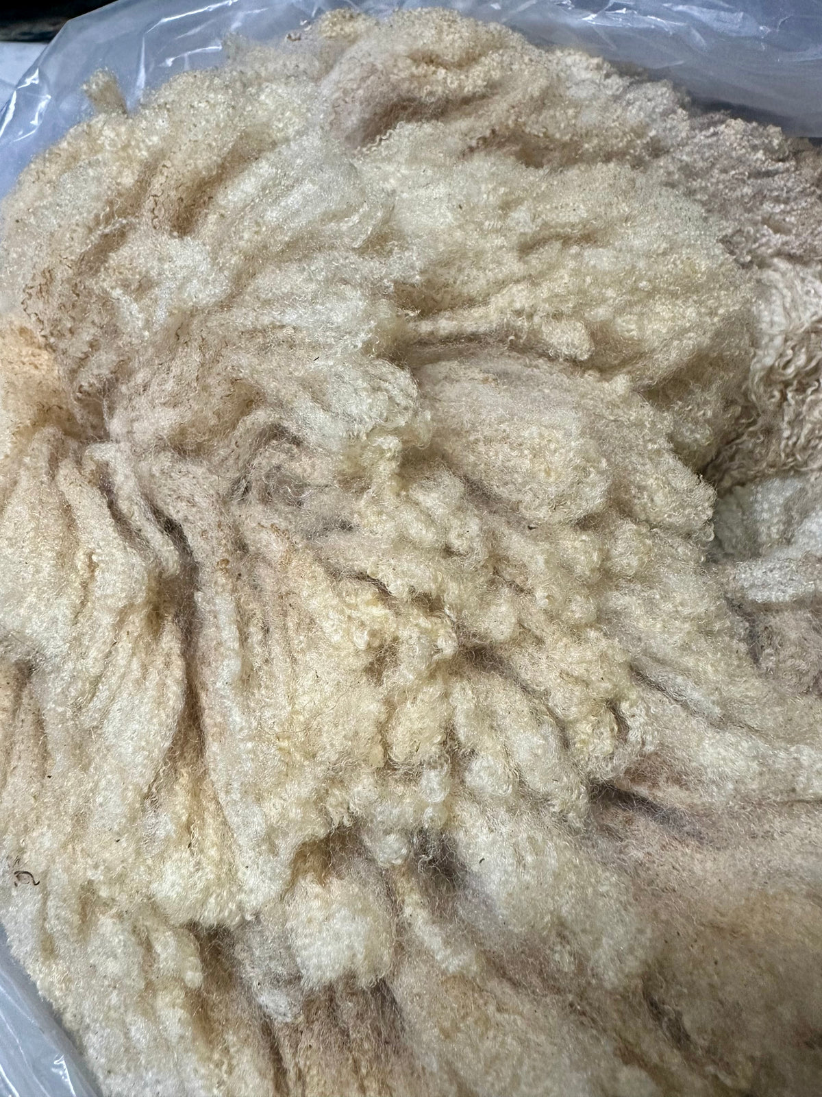Fenwick: BFL X Fleece 2026 (uncoated)