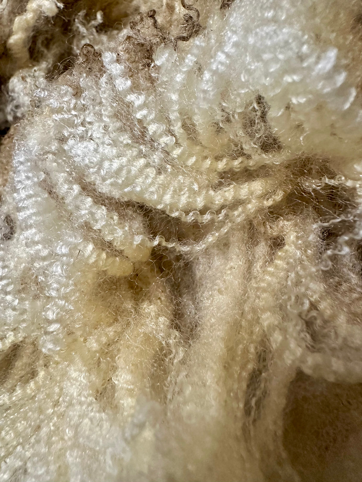 Charlotte: BFL X Fleece 2026 (uncoated)