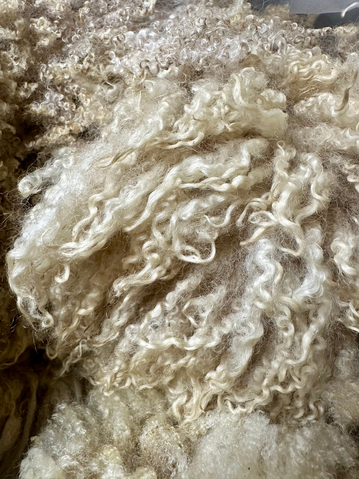 Fenwick: BFL X Fleece 2026 (uncoated)