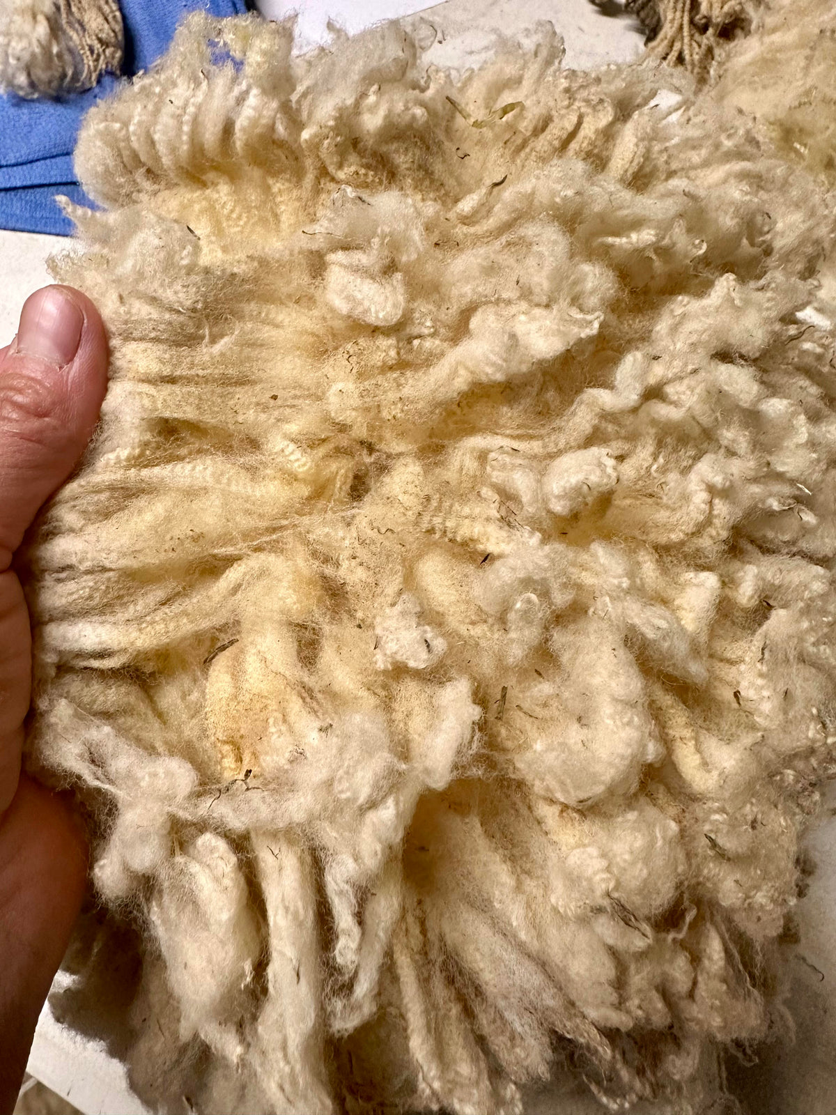 Maggie: Cormo Fleece 2026 (uncoated)