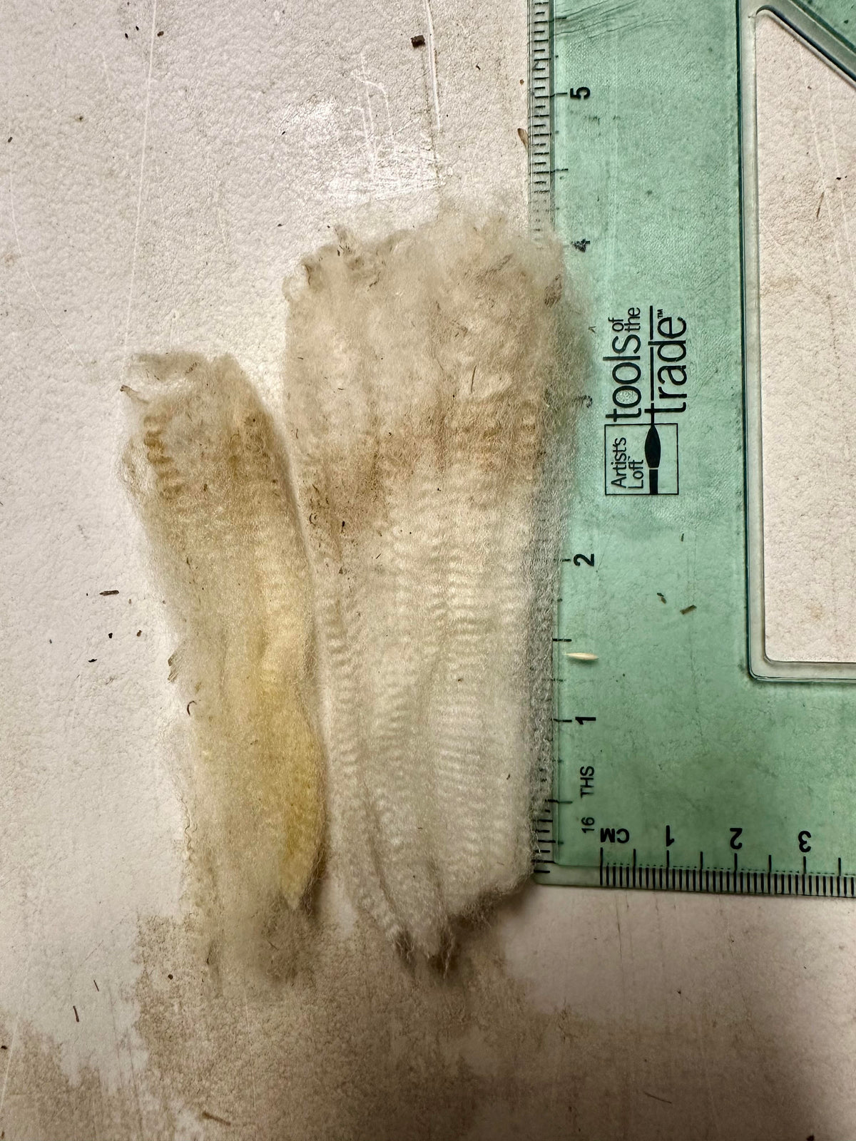 Maggie: Cormo Fleece 2026 (uncoated)