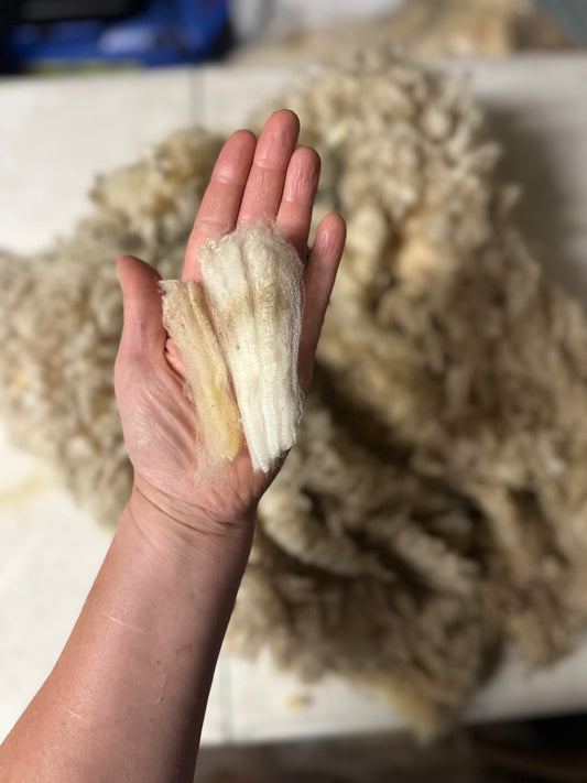 Maggie: Cormo Fleece 2026 (uncoated)