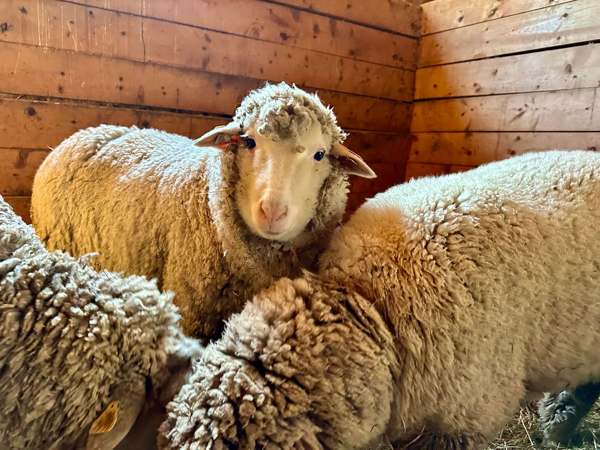 Maggie: Cormo Fleece 2026 (uncoated)